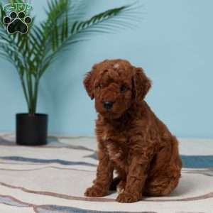 Enzo, Miniature Poodle Puppy